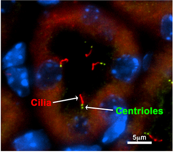 Cilia