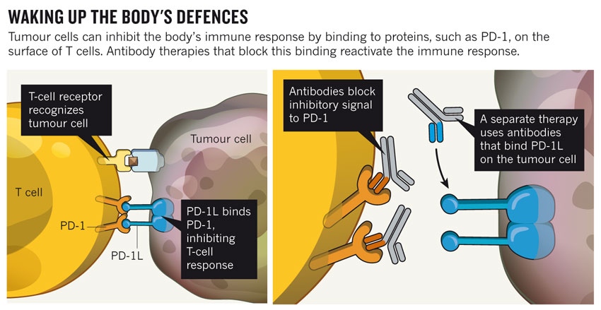 cancer-immune