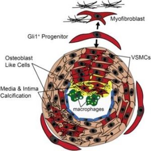 glia1-cell-stem-cell-compressed