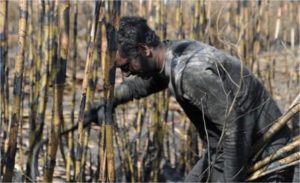 Unidentified Sugarcane Worker; photo credit PRESIDENCIA, Republica Oriental del Uruguay