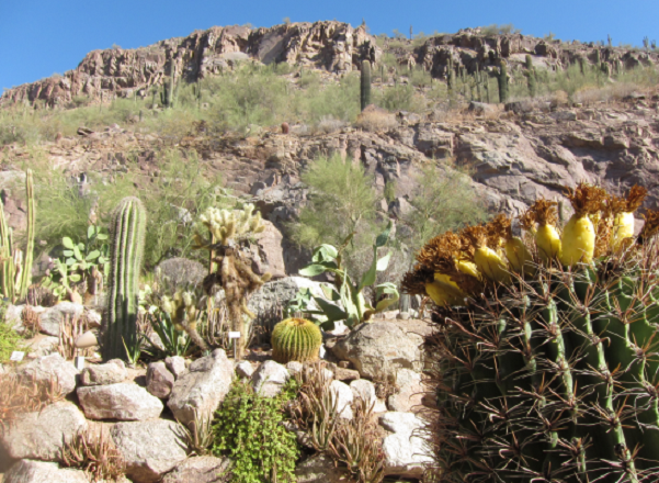 Brennan’s Mountain Saga (i.e. Brennan Attempts Camelback … Mountain Wins)