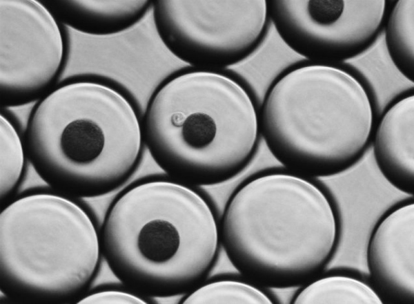 Humphreys Awarded Chan Zuckerberg Institute Grant