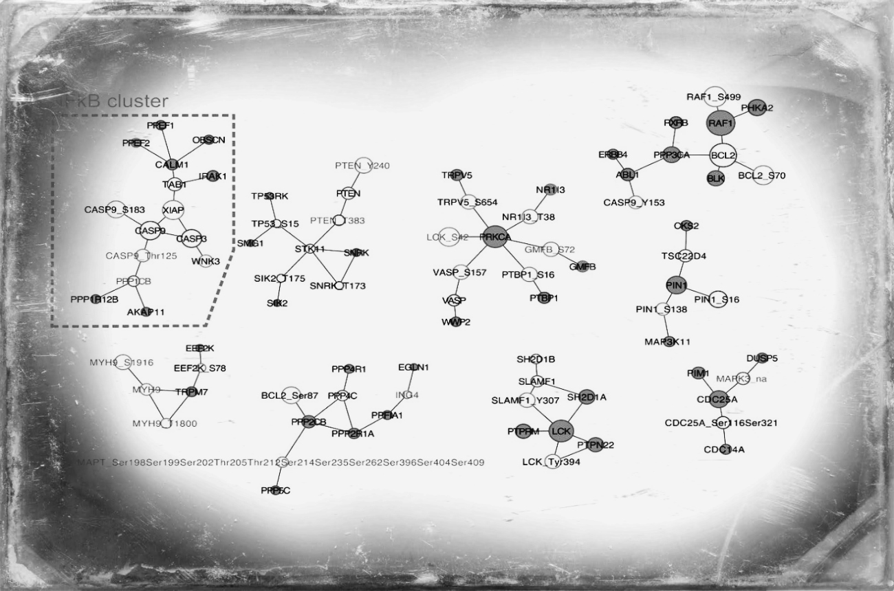 Functional Genomic Study Sheds Light on New Treatment Opportunities for EGFR-driven CKD