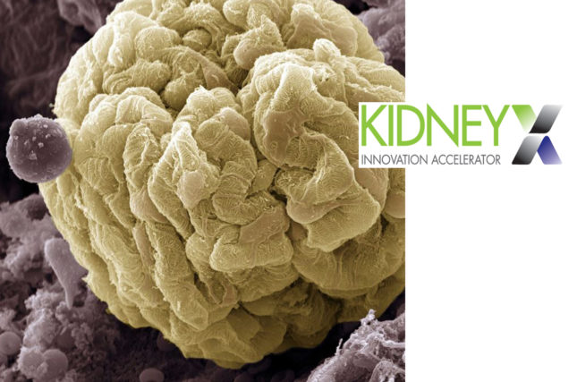 Dr. Andrew Malone Goes to Washington in Support of KidneyX