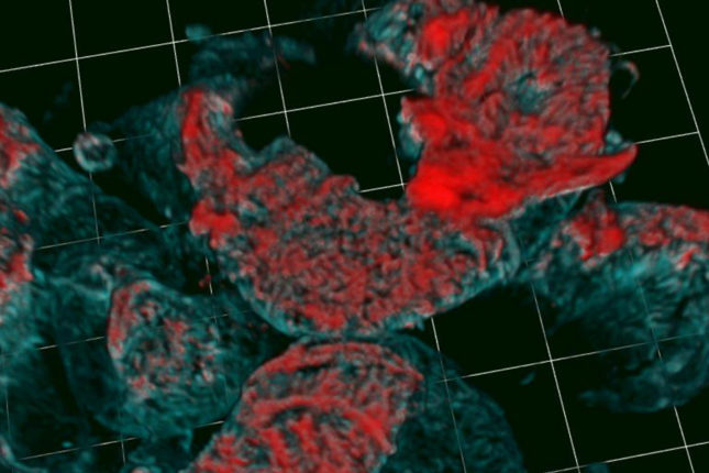 Zebrafish Models Micro-Grant Awarded to Hani Suleiman