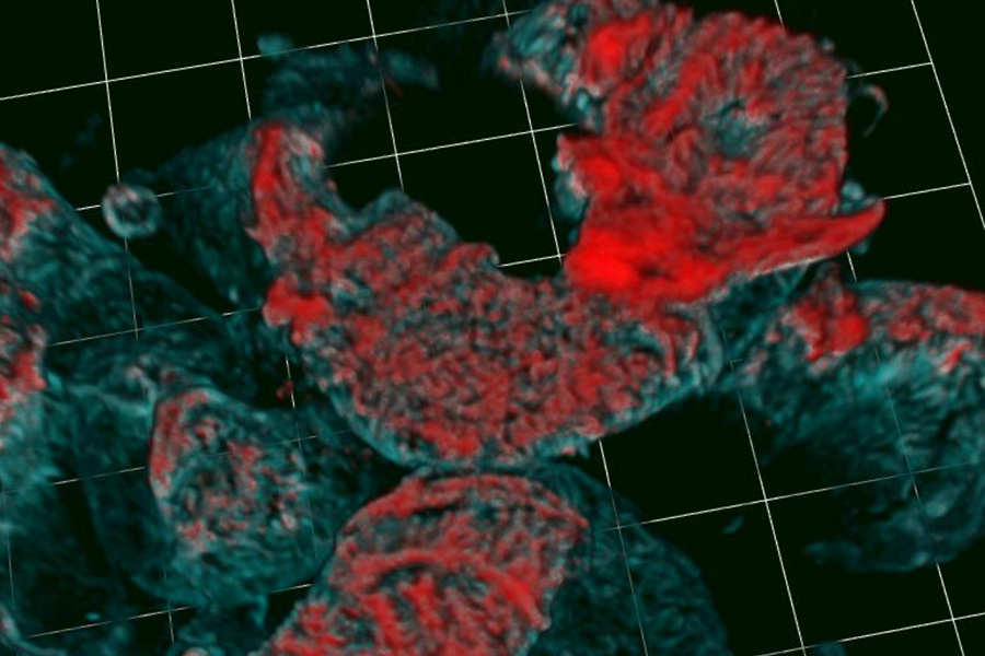 Zebrafish Models Micro-Grant Awarded to Hani Suleiman