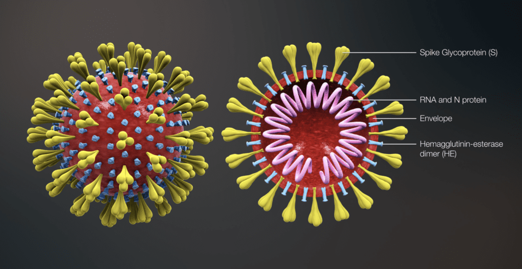 Structure of Coronavirus (COVID-19)