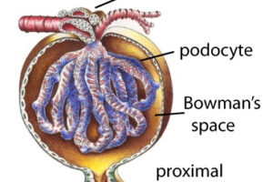 Novel Podocyte Culturing Technique Will Advance the Search for Kidney Disease Cure