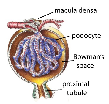 Novel Podocyte Culturing Technique Will Advance the Search for Kidney Disease Cure