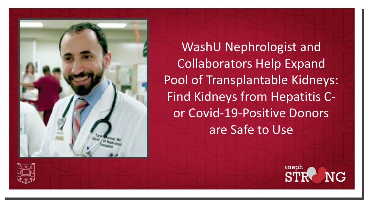 Expanding the Pool of Transplantable Kidneys: WashU Research Suggests Kidneys from Hepatitis C- or COVID-19-Positive Donors are Safe to Use