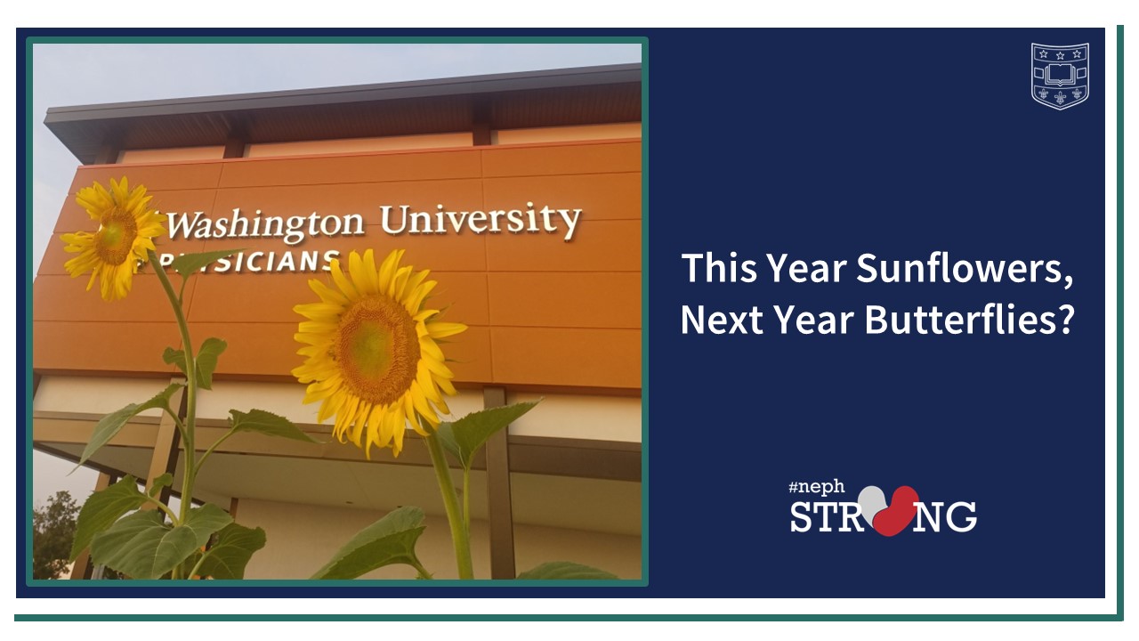 Garden Greets Patients and Staff at Village Square Dialysis Center – This Year Sunflowers, Next Year Butterflies?