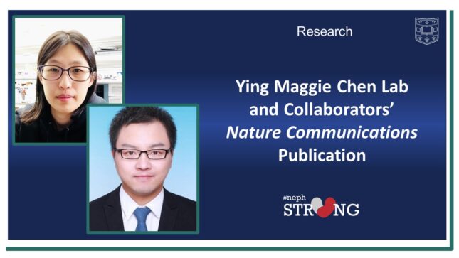 Ying Maggie Chen Lab and Collaborators Uncover Biotherapeutic Properties of MANF Protein