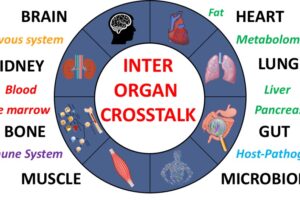 Andreas Herrlich to Head FEBS Advanced Lecture Course on Interorgan Crosstalk