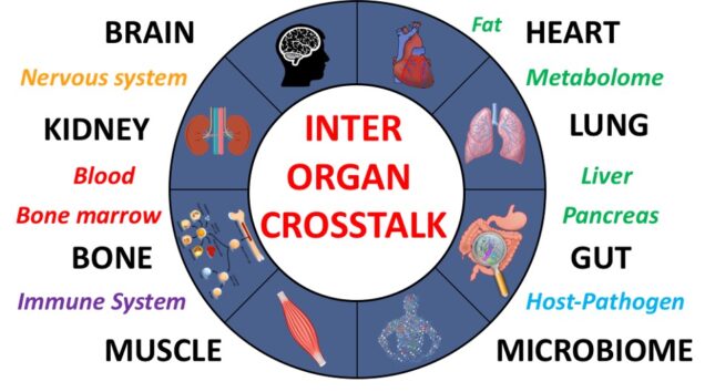 Andreas Herrlich to Head FEBS Advanced Lecture Course on Interorgan Crosstalk