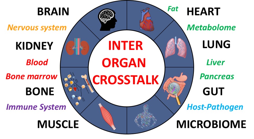 Andreas Herrlich to Head FEBS Advanced Lecture Course on Interorgan Crosstalk